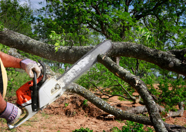  Eagle River, WI Tree Service Pros